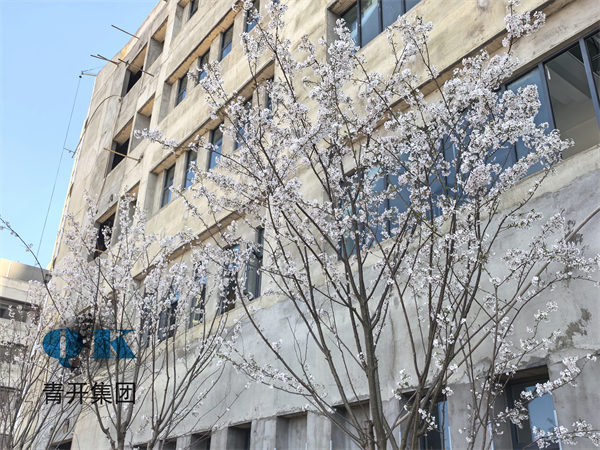 樱花盛放见证匠心，项目建设迎来最后冲刺