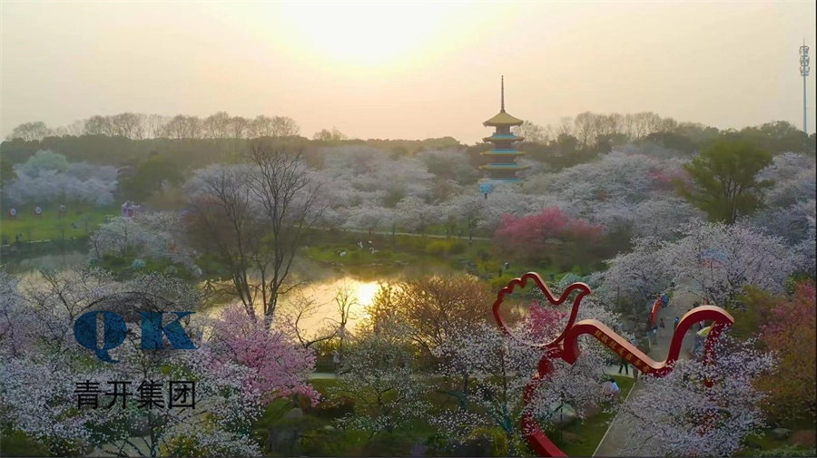 东湖樱花园景观提升工程